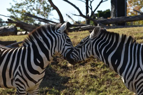 Casinia Kasyno Wsparcie